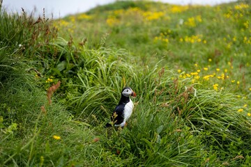 Beautiful wild puffin on green grass in the Icelandic village Borgarfjordur eystri