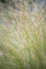 Closeup of growing rasses in field