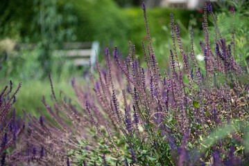 Closeup of blooming purple lavender flowers