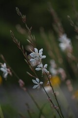 Closeup of blooming white flowers