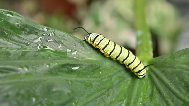 Footage video of green caterpillar crawling on plant leaf. A caterpillar is the larval stage of a moth or butterfly.