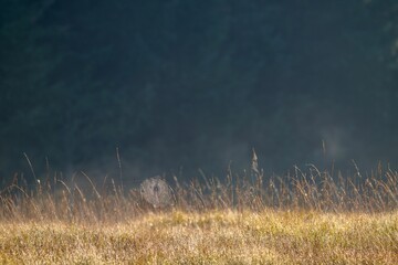 Delicate cobweb in a grassy meadow, illuminated by the warm light of the sun