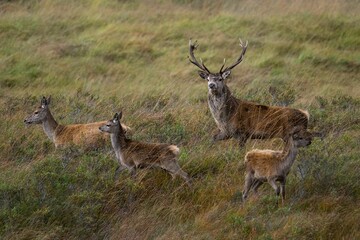 Naklejka na ściany i meble Family of red deer grazing in a grassy field