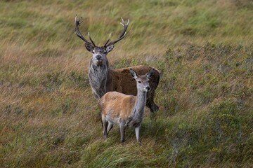 Red Deer standing in a grassy meadow