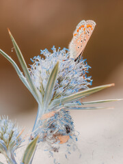Mariposa azul de cola occidental descansando sobre flor   