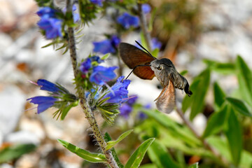 Hummingbird hawk-moth // Taubenschwänzchen (Macroglossum stellatarum)