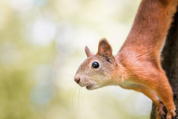 Red Squirrel climbing up in a tree..