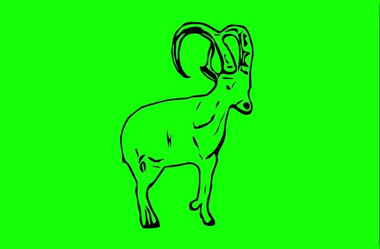 Greencreen video cartoon animal sketches walking and running