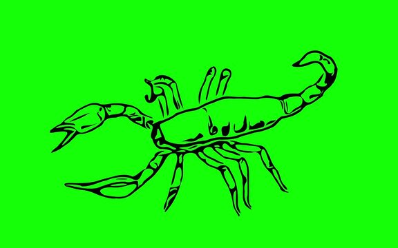 Greencreen video cartoon animal sketches walking and running