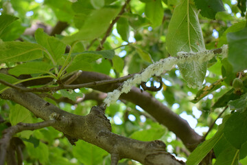 Wax fluffy coating on a branch made by a white leafhopper.