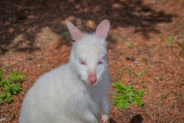 baby albino kangaroo