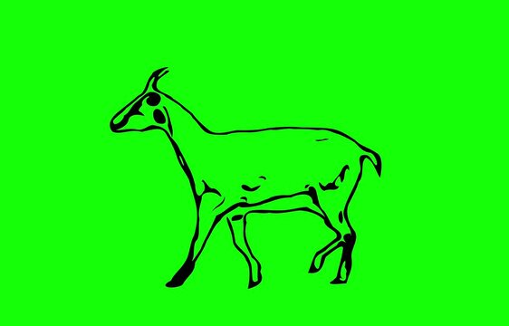 Greencreen video cartoon animal sketches walking and running