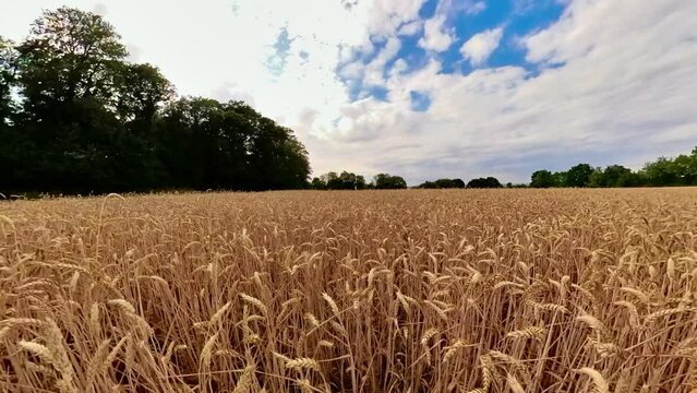 goldgelbes Getreidefeld mit blauem Himmel und leichtem Wind, Kornfeld, Landwirtschaft, Ackerbau, Weizen,  Windr&auml;der, Windkraftanlagen, Roggen, Hafer, Dinkel