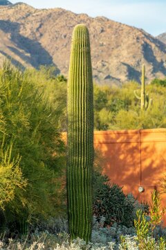 Stunning desert landscape with cacti and rolling sand dunes, highlighted by several large rocks