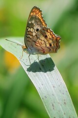 Vertical closeup of an Anartia jatrophae butterfly on top of a leaf