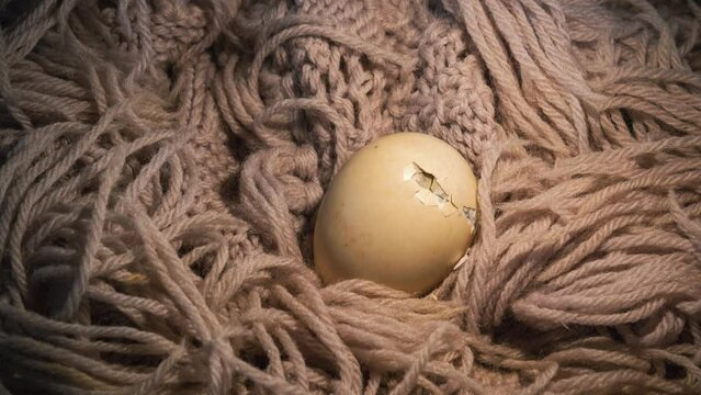 Close-up view of a bird coming out from an egg