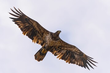 Bald Eagle soaring through the air, searching the horizon for potential prey