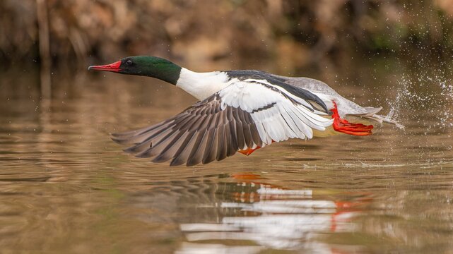 Common merganser flying over the lake