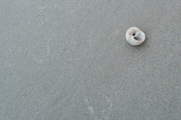 Sea shell on grey sand beach Castle island state park Boston MA USA