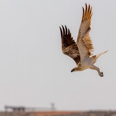 Closeup of  a white and brown osprey  with long, large wings flying  with a blurry background