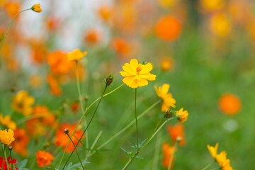 Obraz na płótnie Canvas Shot of a beautiful Longhorn Bee perched atop a vibrant Cosmos wildflower, with a blurred background