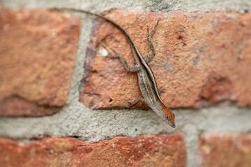 Brown anole perched on a red brick wall
