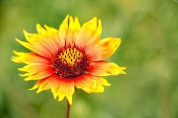 Close-up shot of a single Indian Blanket flower with green foliage in the background