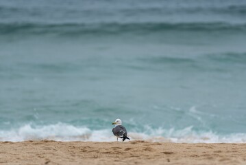 Seagull walking on a sandy beach