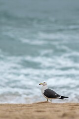 Seagull walking on a sandy beach