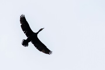 Low angle shot of a cormorant in flight