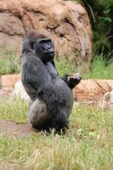 Adult gorilla is perched atop a large, rocky wall in a natural grassland setting