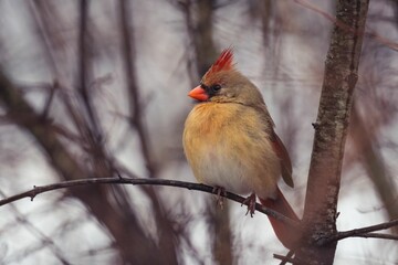 Small Red cardinal perched on a bare tree branch against a wintry background of snow-covered scenery