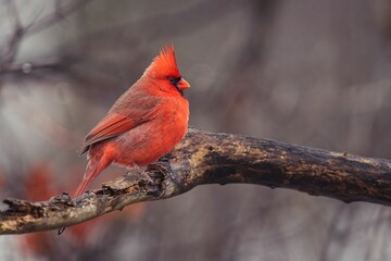 Cheerful small Red cardinal on a barren branch in a lush forest setting