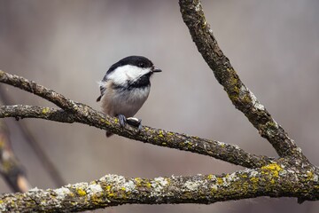 Small songbird perched on the branch of a moss-covered tree with a blurred background