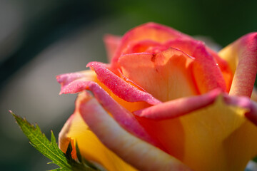 Beautiful garden flowers in the morning light. Rose. Close up.