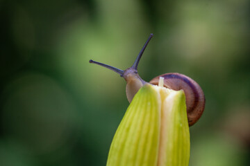 A small cute snail sits on a lily bud. Clam. Close up.