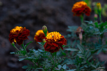 Beautiful garden flowers in the morning light. Marigold. Close up.