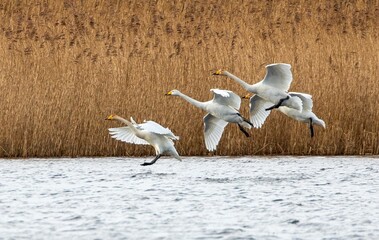 Flock of whooper swans landing on water