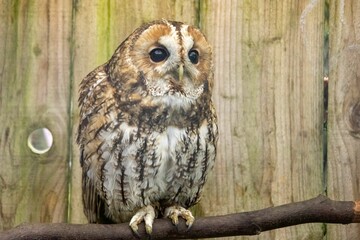 Owl perched on a branch