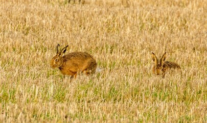 Obraz na płótnie Canvas Two brown march hares in a field