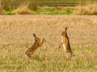 Brown march hares playing in a field