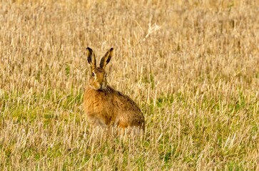 Brown march hare in a field