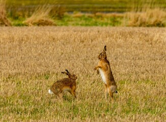 Brown march hares playing in a field