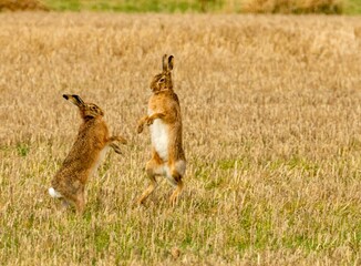 Brown march hares playing in a field © Sarahlou Photography/Wirestock Creators