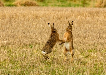 Brown march hares playing in a field