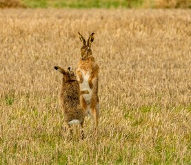 Brown march hares playing in a field © Sarahlou Photography/Wirestock Creators