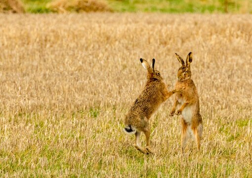 Brown march hares playing in a field
