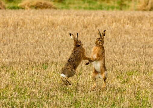 Brown march hares playing in a field