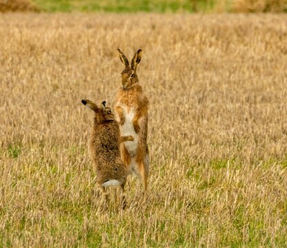 Brown march hares playing in a field