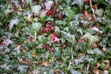 Red and green ivy leaves